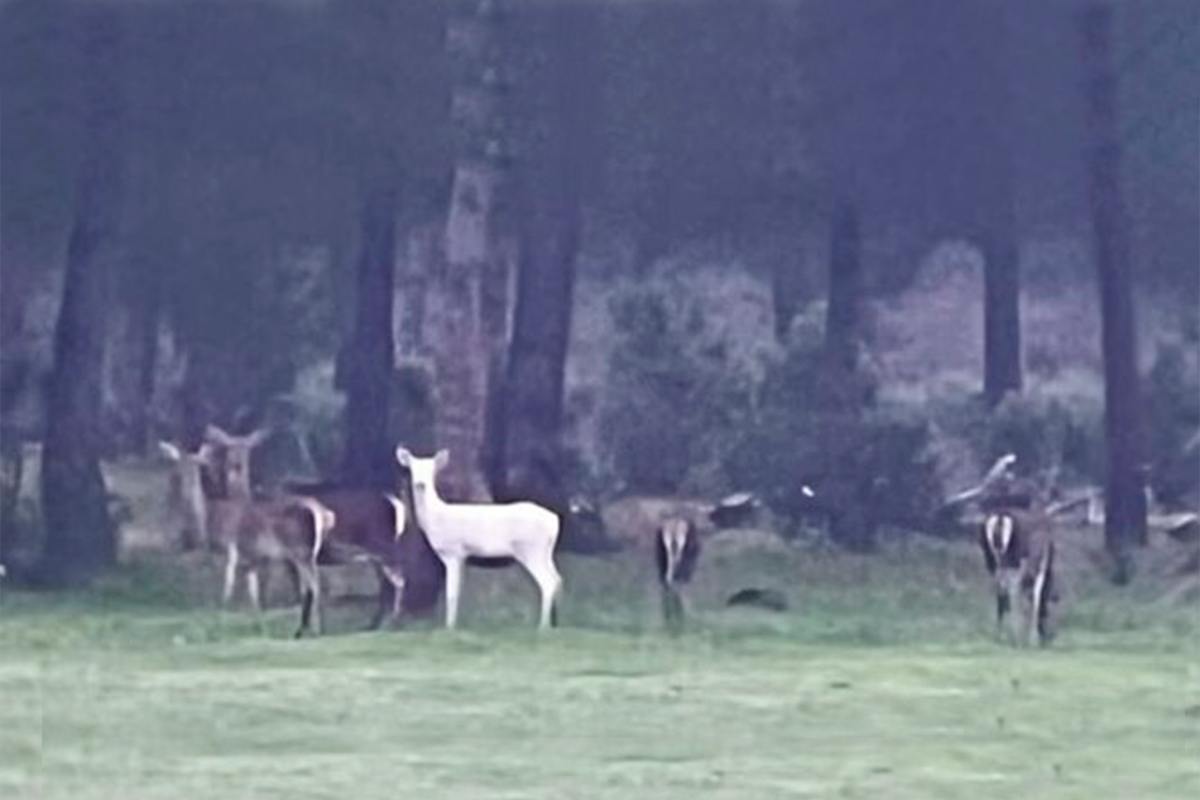 El ciervo albino de Doñana que da la vuelta al mundo