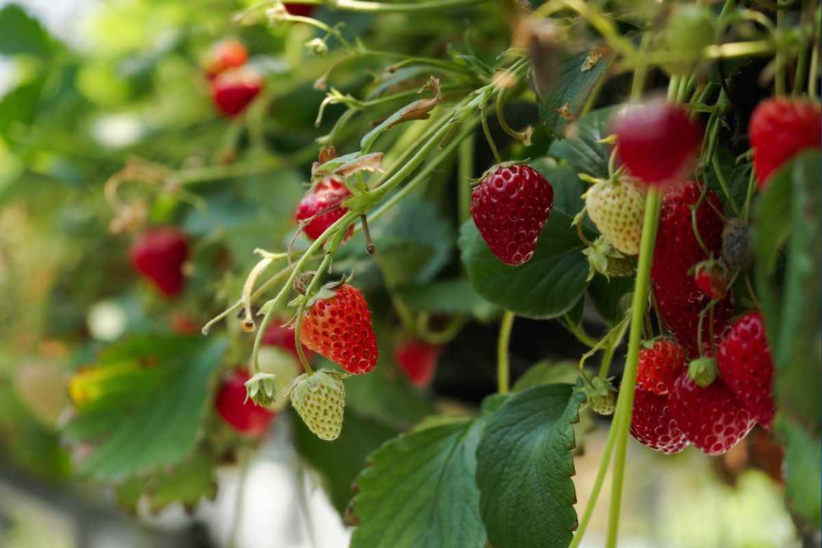 fresas Marruecos fresas contaminadas hepatitis A